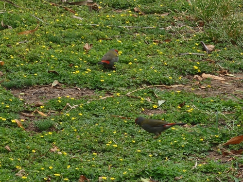 Red-browed Finch
