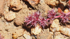 Chorizanthe polygonoides longispina