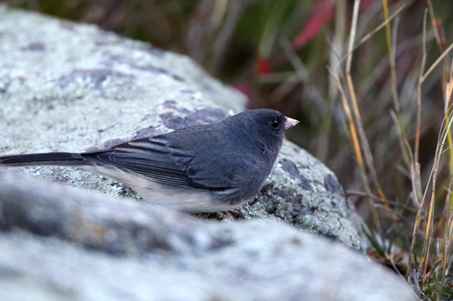 Dark-eyed Junco