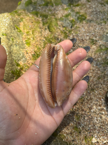 Macrocypraea zebra observed 2026-10-09