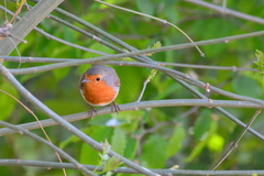 Erithacus rubecula rubecula