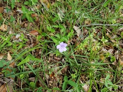 Ruellia caroliniensis image