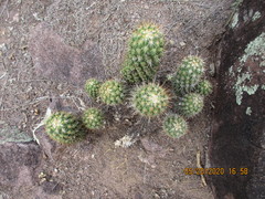 Coryphantha glassii
