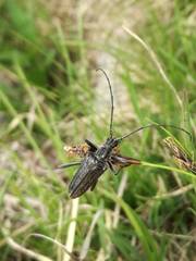 Oxymirus cursor