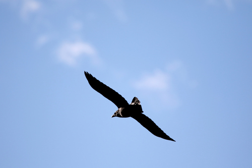 Common Raven