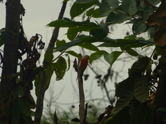 Dryobates callonotus