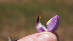 Lupinus excubitus austromontanus