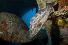 Epinephelus geoffroyi