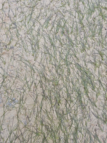 Zostera novazelandica observed 2026-10-10