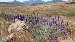 Lupinus excubitus austromontanus