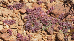 Chorizanthe polygonoides longispina