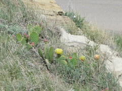 Opuntia polyacantha polyacantha