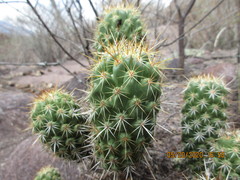 Coryphantha glassii