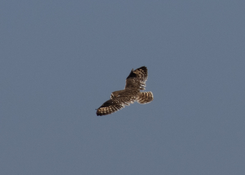 Asio flammeus observed 2026-10-02