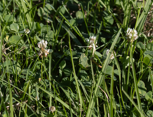 Trifolium repens observed 2026-10-02