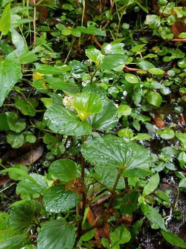 Begonia image