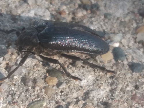 Cedar Beetle
