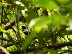 Chiroxiphia linearis