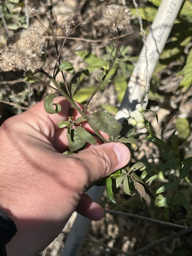 Baccharis douglasii, 2026-10-09