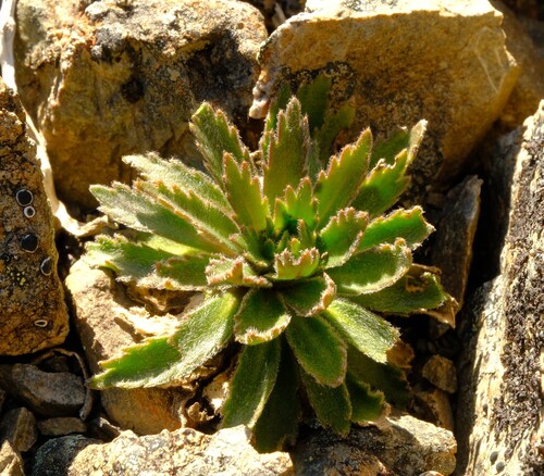 Notothlaspi observed 2026-10-05