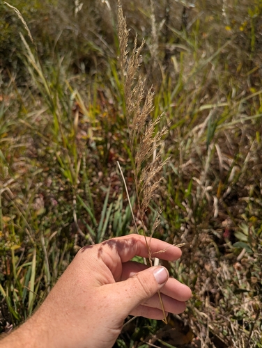 Calamagrostis canadensis observed 2026-10-06