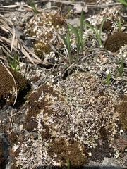 Cladonia dahliana