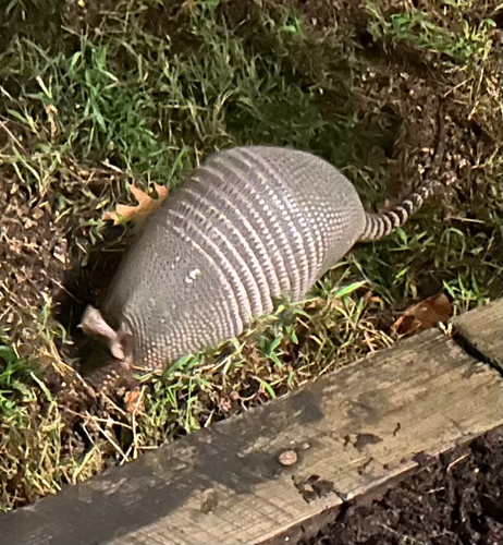 Mexican Long-nosed Armadillo