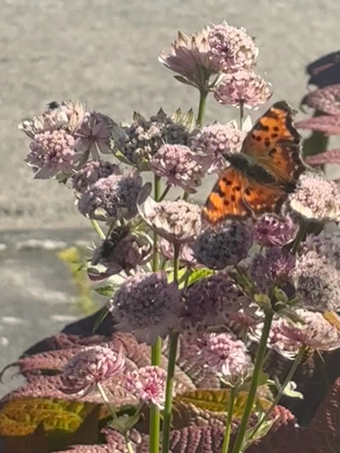 Green Comma