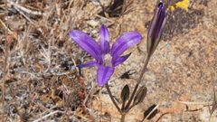 Brodiaea terrestris kernensis