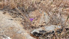 Brodiaea terrestris kernensis