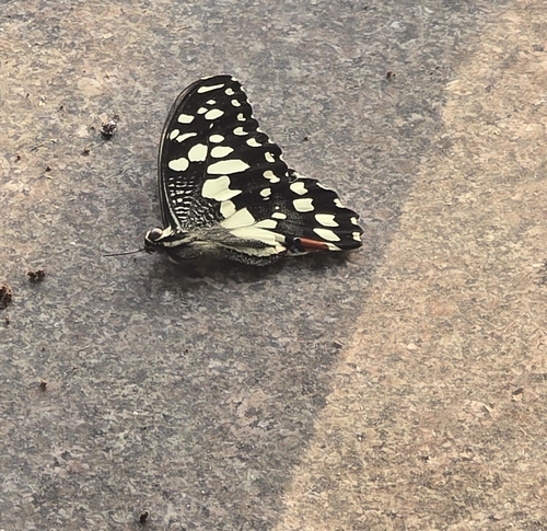 Lime Swallowtail