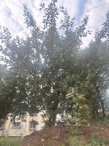 Ficus benghalensis observed 2026-10-10