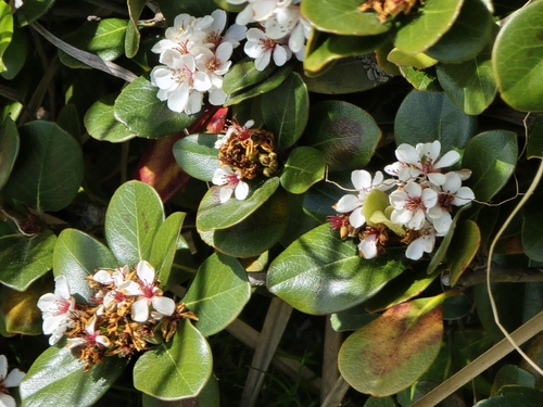 Rhaphiolepis umbellata observed 2026-10-10