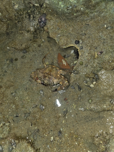 Charybdis hellerii observed 2026-10-09