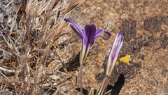 Brodiaea terrestris kernensis