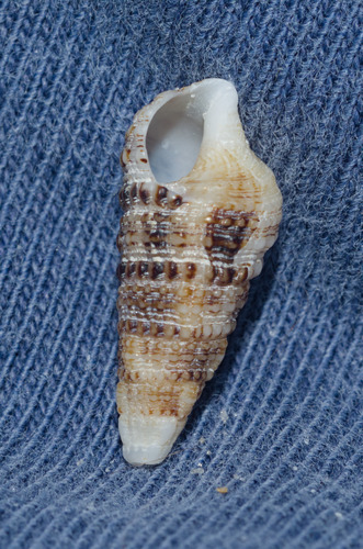 Cerithium atratum observed 2026-09-25