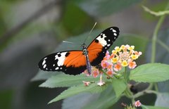 Heliconius hecale melicerta