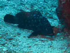 Epinephelus coeruleopunctatus