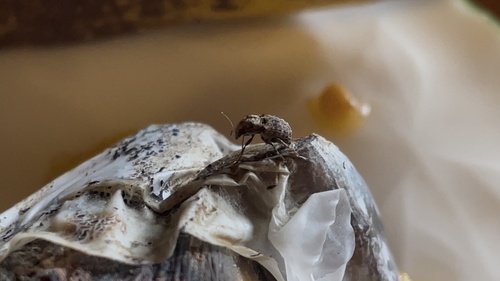 Araecerus fasciculatus, 2026-10-10
