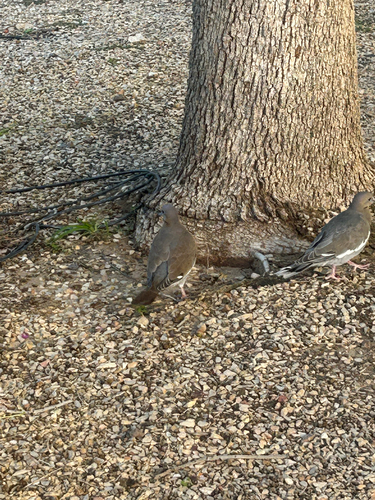 White-winged Dove