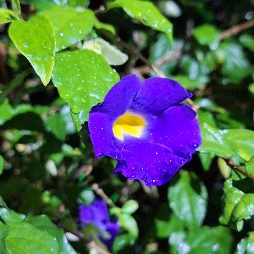 Thunbergia erecta observed 2026-10-09