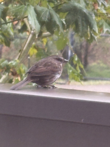 Song Sparrow