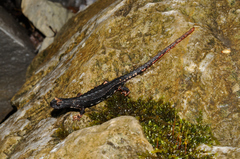 Salamandrina perspicillata