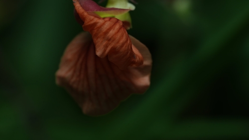 Macroptilium gibbosifolium, 2026-10-09