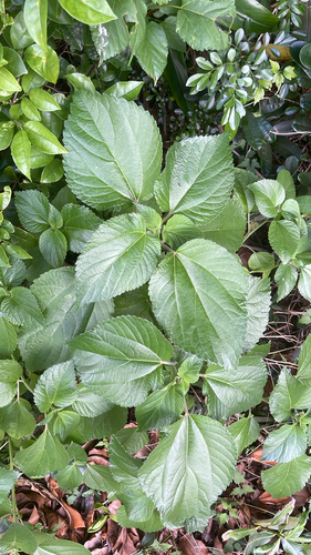 Pipturus arborescens observed 2026-09-26