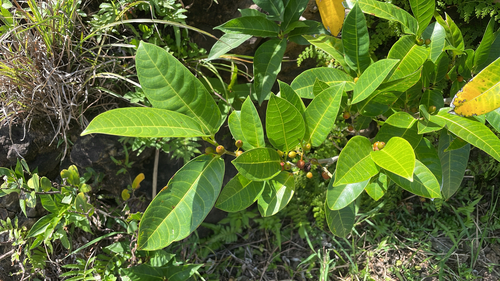 Ficus virgata observed 2026-09-26