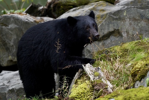 Black Bear sighting near Qathet