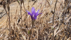 Brodiaea terrestris kernensis