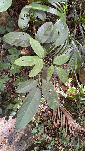 Turpinia ternata observed 2026-09-26