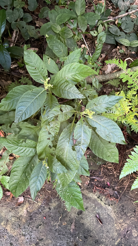 Ophiorrhiza kuroiwae observed 2026-09-26